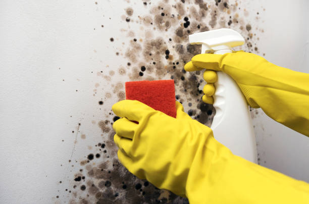 Best Professional Mold Removal  in Pleasant View, TN