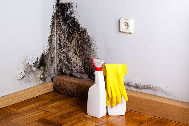 Certified Mold Removal in Pleasant View, TN