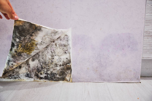 Best Local Mold Removal Service  in Pleasant View, TN